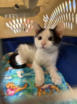 Avon -  Domestic Short Hair Cat for Adoption in Columbia, South Carolina - Avon | PetCurious