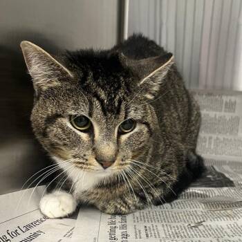 Domestic Short Hair Cats Available for Adoption in Kansas City, Kansas - Pip  | PetCurious