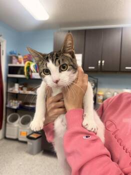 Domestic Short Hair Cats Available for Adoption in Fort Walton Beach, Florida - Lamar | PetCurious
