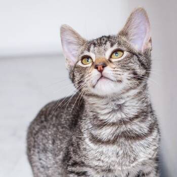 Rescue Domestic Short Hair Cats for Adoption in Hattiesburg, Mississippi - Smudge | PetCurious