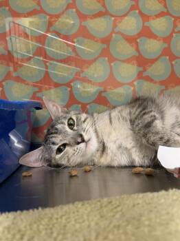 Mary -  Domestic Short Hair Cat for Adoption in Worcester, Massachusetts - Mary | PetCurious