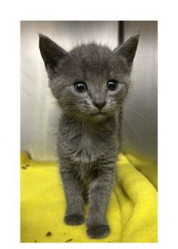 Rookie -  Domestic Short Hair Cat for Adoption in Watkinsville, Georgia - Rookie | PetCurious