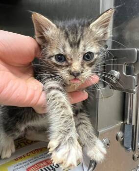 Rescue Tabby Cats for Adoption in Nacogdoches, Texas - Shock | PetCurious