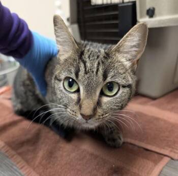 Rosita -  Domestic Short Hair Cat for Adoption in Sherwood, Oregon - Rosita | PetCurious