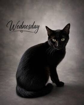 Wednesday -  Domestic Short Hair Cat for Adoption in Midlothian, Texas - Wednesday | PetCurious