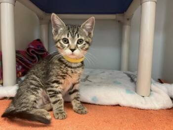 Domestic Medium Hair Cats Available for Adoption in Salinas, California - TOOTSIE | PetCurious