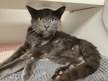 Domestic Short Hair Cats Available for Adoption - Smokey | PetCurious