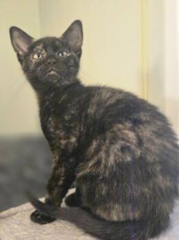 May -  Domestic Short Hair Cat for Adoption in Walled Lake, Michigan - May | PetCurious