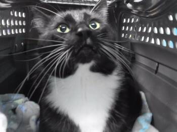 Rescue Domestic Short Hair Cats for Adoption in Omaha, Nebraska - ASUL | PetCurious
