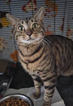 Calvin  -  Domestic Short Hair and Bengal Cat Available for Adoption in Freeland, Michigan - Calvin  | PetCurious