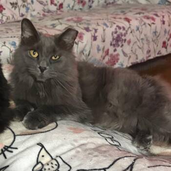 Sassy -  Maine Coon Cat for Adoption in Lynchburg, Virginia - Sassy | PetCurious