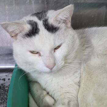 Domestic Short Hair Cats Available for Adoption in Natick, Massachusetts - Zoomer | PetCurious