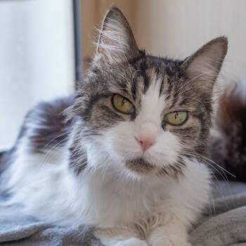 Olive -  Domestic Medium Hair Cat for Adoption in Pontiac, Michigan - Olive | PetCurious