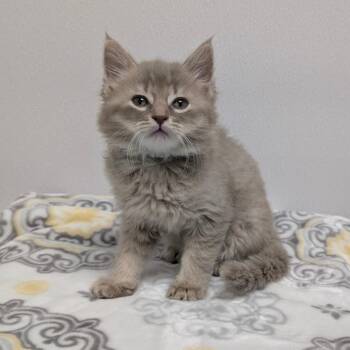 Domestic Medium Hair Cats Available for Adoption - Watson (Green) | PetCurious