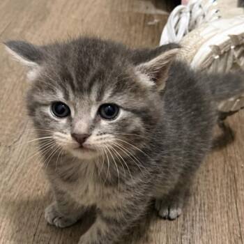 Roland -  Domestic Short Hair Cat for Adoption in Mount Vernon, Indiana - Roland | PetCurious