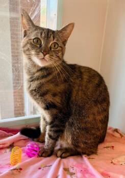 Izzy -  Domestic Short Hair Cat for Adoption in Fairfax, Virginia - Izzy | PetCurious