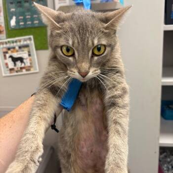 Momma Meemee -  Domestic Short Hair Cat for Adoption in Columbiana, Alabama - Momma Meemee | PetCurious