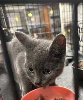 Rescue Domestic Short Hair Cats for Adoption in Anderson, Indiana - Misty | PetCurious