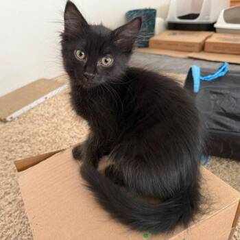 Sky -  Domestic Medium Hair Cat for Adoption in Renton, Washington - Sky | PetCurious