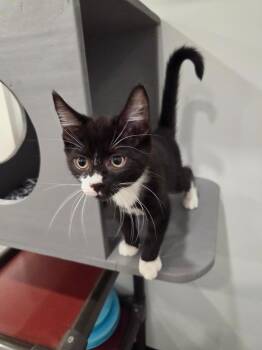 Theo -  Domestic Short Hair Cat for Adoption in Lunenburg, Vermont - Theo | PetCurious