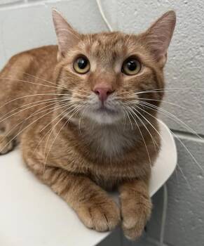 Weedle -  Domestic Short Hair Cat for Adoption in Golden, Colorado - Weedle | PetCurious