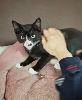 Lucian -  Domestic Short Hair Cat for Adoption in Melville, New York - Lucian | PetCurious