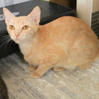 Grapefruit -  Domestic Short Hair Cat for Adoption in Austin, Texas - Grapefruit | PetCurious