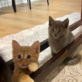 Sage -  Domestic Short Hair Cat Available for Adoption in Silver Spring, Maryland - Sage | PetCurious