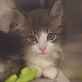 Coconut -  Domestic Medium Hair Cat for Adoption in Belleville, Illinois - Coconut | PetCurious