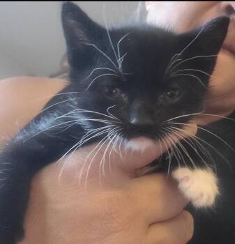 Tuxedo Cats Available for Adoption in Huntington Beach, California - Holly  | PetCurious
