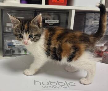 Calico Cats Available for Adoption in St. Cloud, Minnesota - Ruby | PetCurious