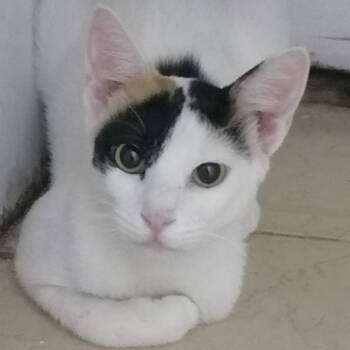 Rescue Domestic Short Hair Cats for Adoption in Merrifield, Virginia - Miss Sally Kuwait (tri-pod) | PetCurious