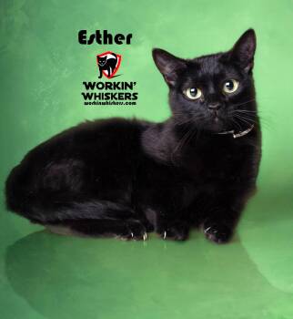 Bombay and Domestic Short Hair Cats Available for Adoption - ESTHER | PetCurious