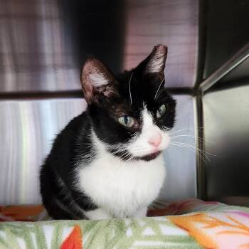 Ghoulia Yelps -  Domestic Short Hair Cat for Adoption in Walker, Michigan - Ghoulia Yelps | PetCurious