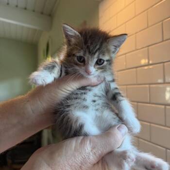 Marc -  Domestic Medium Hair Cat for Adoption in Tustin, California - Marc | PetCurious