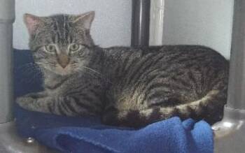 Domestic Short Hair Cats Available for Adoption in Libby, Montana - Catsian | PetCurious