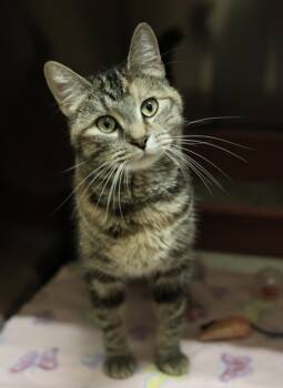 Rescue Domestic Medium Hair and Domestic Short Hair Cats for Adoption in Hastings, Minnesota - Gingersnap | PetCurious