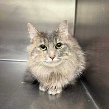 Domestic Long Hair Cats Available for Adoption - Ivy | PetCurious