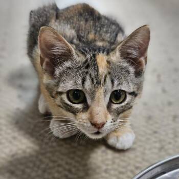 Jambalaya -  Domestic Short Hair Cat for Adoption in Houston, Texas - Jambalaya | PetCurious