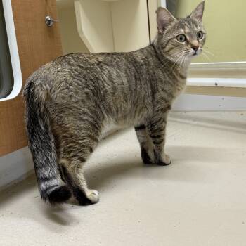 Domestic Short Hair Cats Available for Adoption in Pawleys Island, South Carolina - Blossom | PetCurious