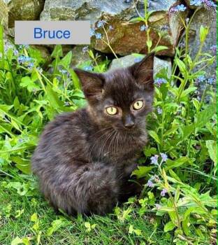 Kittens in Anchorage -  Domestic Medium Hair Cat for Adoption in Anchorage, Alaska - Kittens In Anchorage | PetCurious