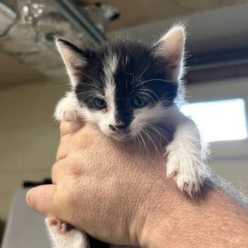 Wasabi -  Domestic Short Hair Cat for Adoption in Harrisville, West Virginia - Wasabi | PetCurious