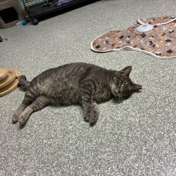 0326-141 Cee Cee -  Domestic Short Hair Cat for Adoption in Abingdon, Maryland - 0326-141 Cee Cee | PetCurious
