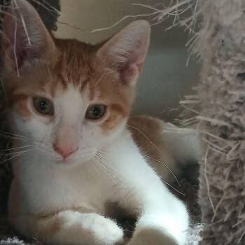 Boyle -  Domestic Short Hair Cat for Adoption in Rochester, Minnesota - Boyle | PetCurious