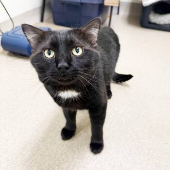 Dijon -  Domestic Short Hair Cat for Adoption in Oshkosh, Wisconsin - Dijon | PetCurious