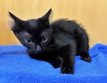 Rescue Domestic Short Hair Cats for Adoption in Brentwood, Missouri - ROBERTA | PetCurious