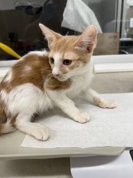 Rescue Domestic Short Hair Cats for Adoption in Baytown, Texas - LADY | PetCurious