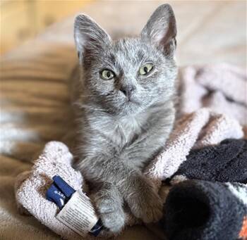 MEEP -  Domestic Short Hair Cat for Adoption in Aliquippa, Pennsylvania - MEEP | PetCurious
