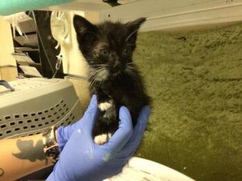 Domestic Short Hair Cats Available for Adoption in Riverside, California - MILK | PetCurious