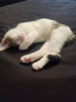 Poppy -  Domestic Short Hair Cat for Adoption in Hoffman Estates, Illinois - Poppy | PetCurious
